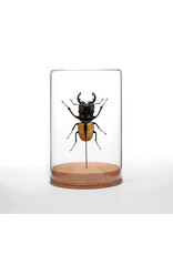 Black & Yellow Stag Beetle Globe