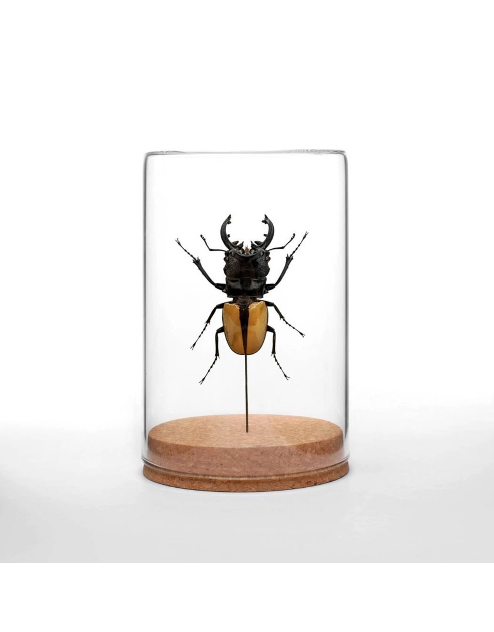 Black & Yellow Stag Beetle Globe