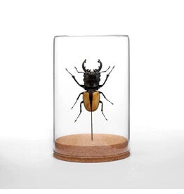 Black & Yellow Stag Beetle Globe
