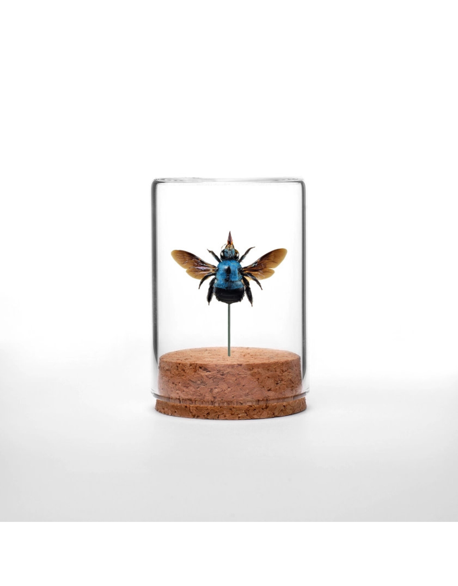 Blue Carpenter Bee Globe