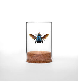 Blue Carpenter Bee Globe