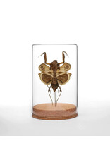 Dead-Leaf Mantis Globe