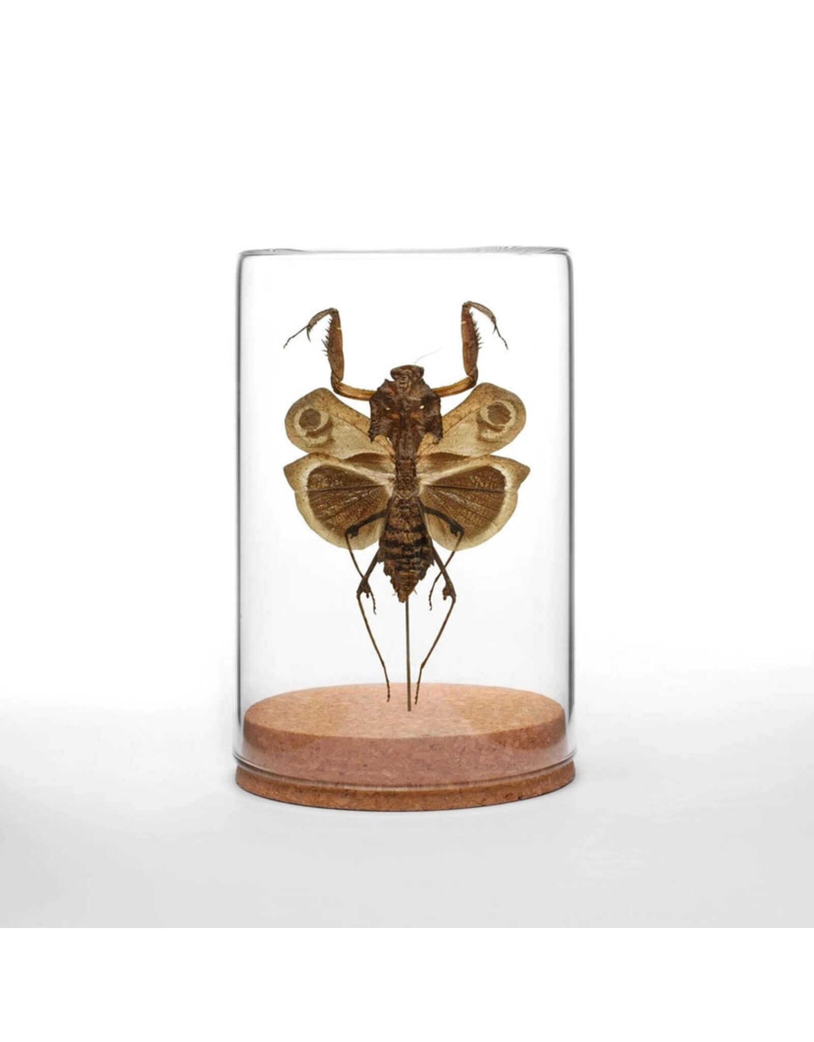 Dead-Leaf Mantis Globe