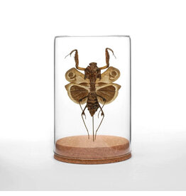 Dead-Leaf Mantis Globe
