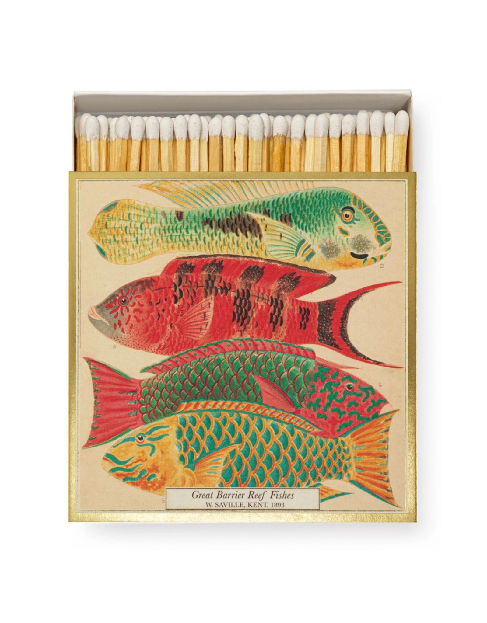 Archivist Gallery Natural History Museum Fish Matchbox
