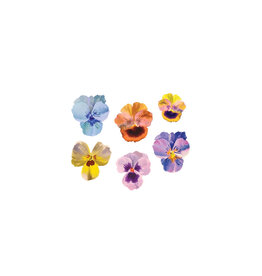Tattly Pansies Tattoo Pair  0877-06