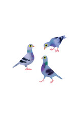 Tattly Pigeon Pals Tattoo Pair