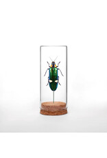 Metallic Woodborer Beetle Globe