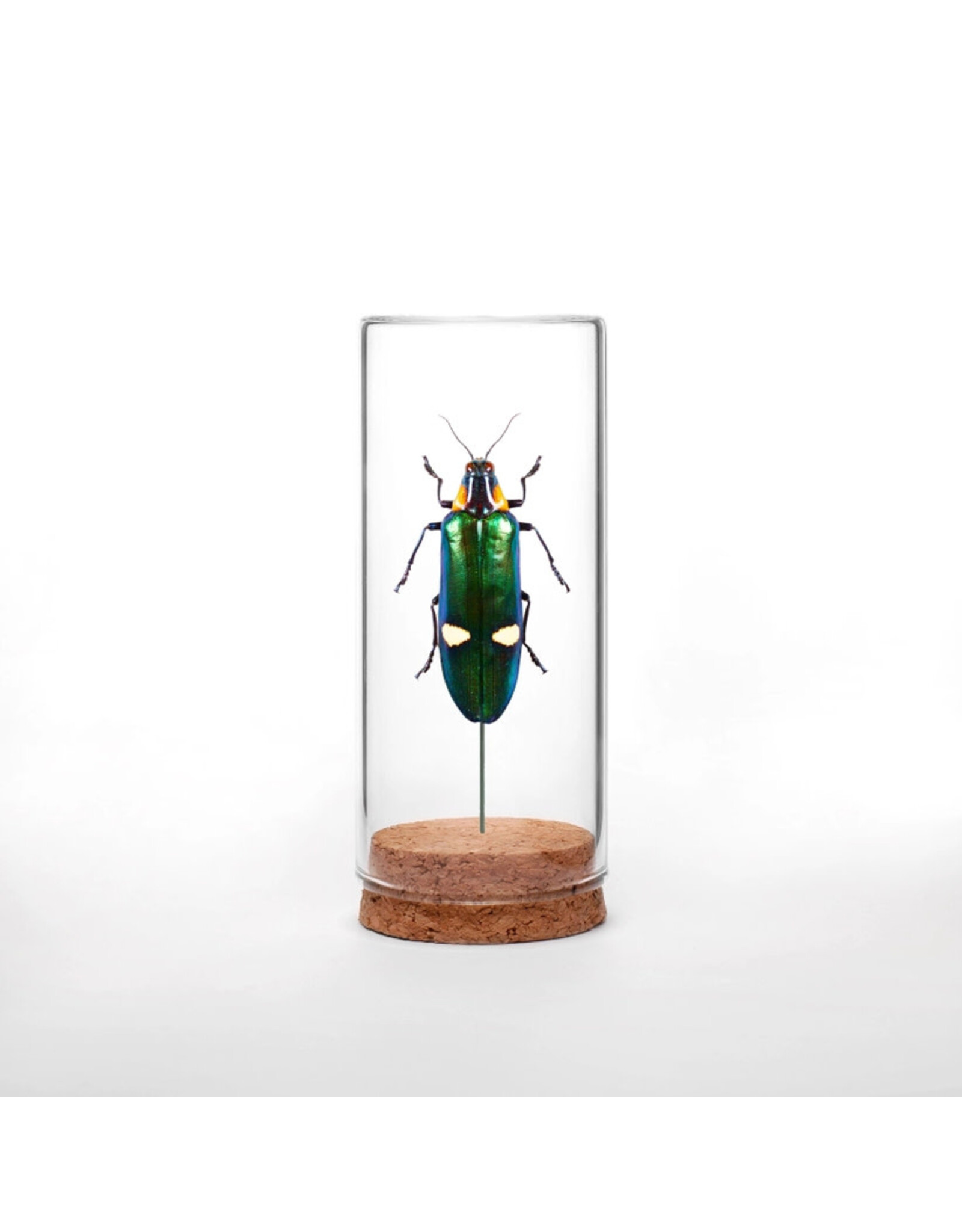 Metallic Woodborer Beetle Globe