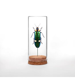 Metallic Woodborer Beetle Globe