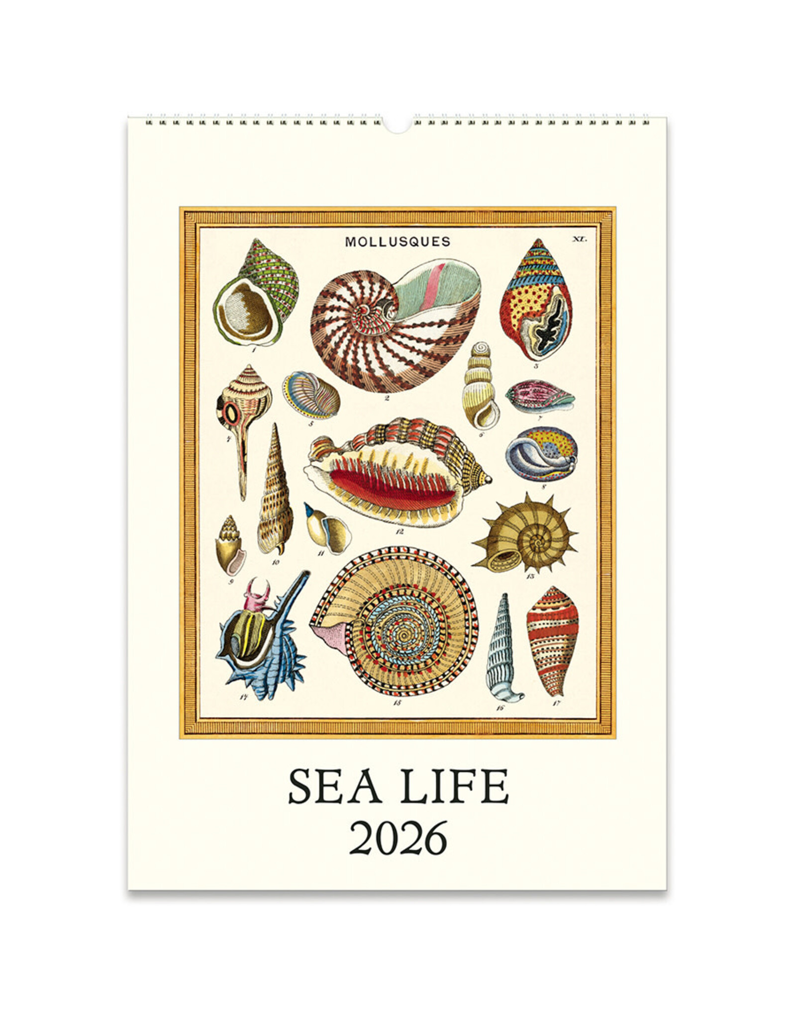 Cavallini Papers & Co. 2026 Wall Calendar Sea Life