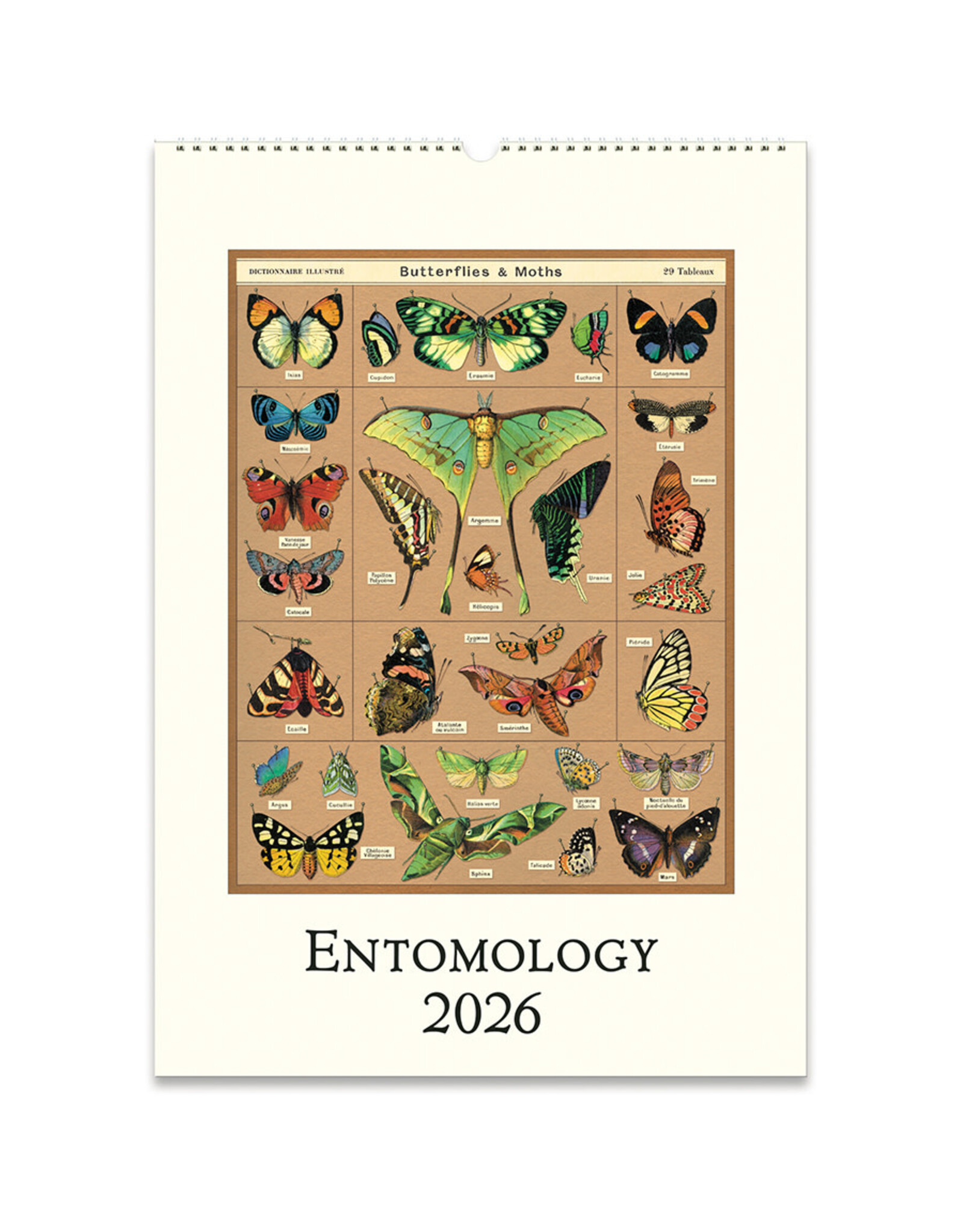 Cavallini Papers & Co. 2026 Wall Calendar Entomology