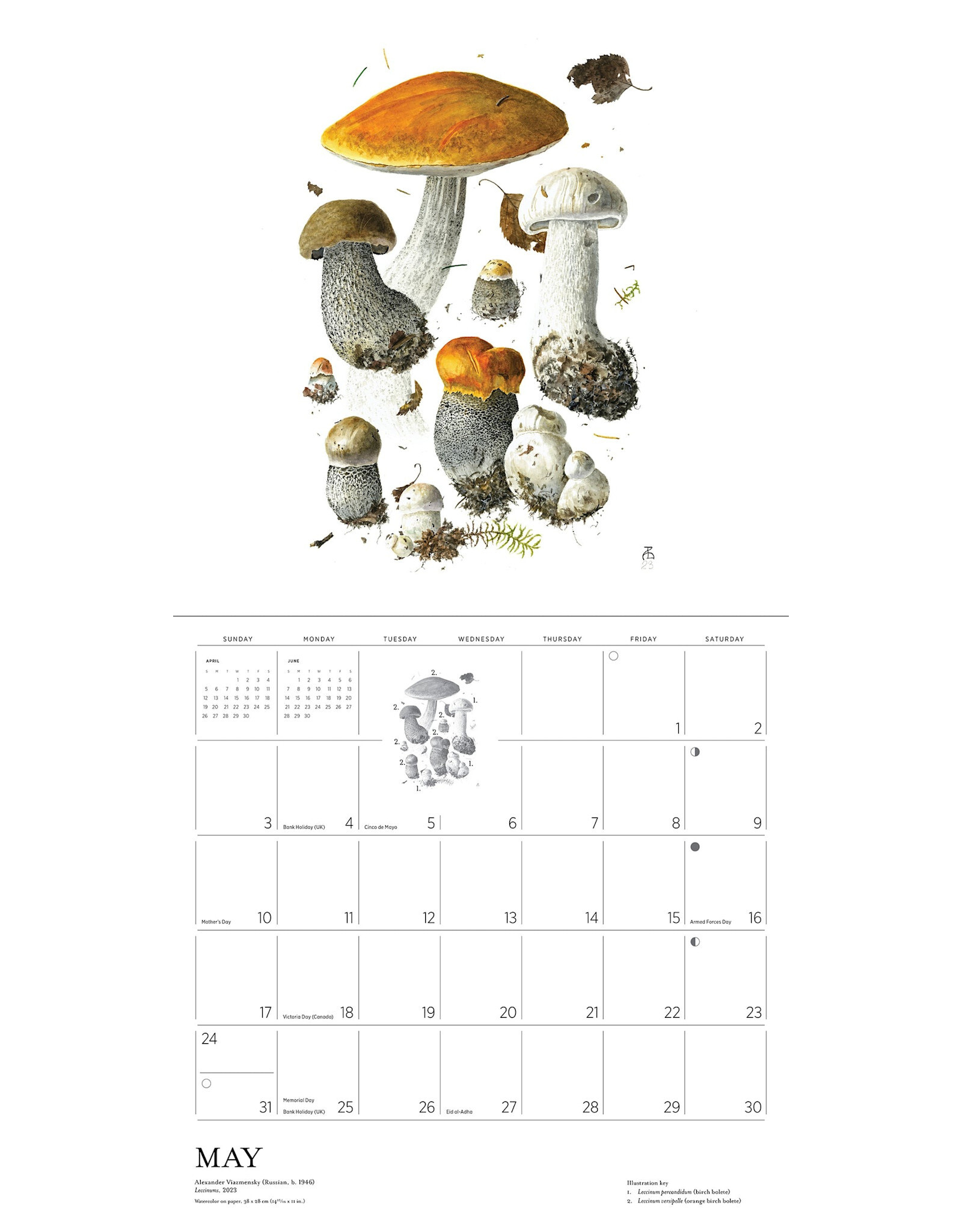 Pomegranate Mushrooms: Alexander Viazmensky 2026 Wall Calendar