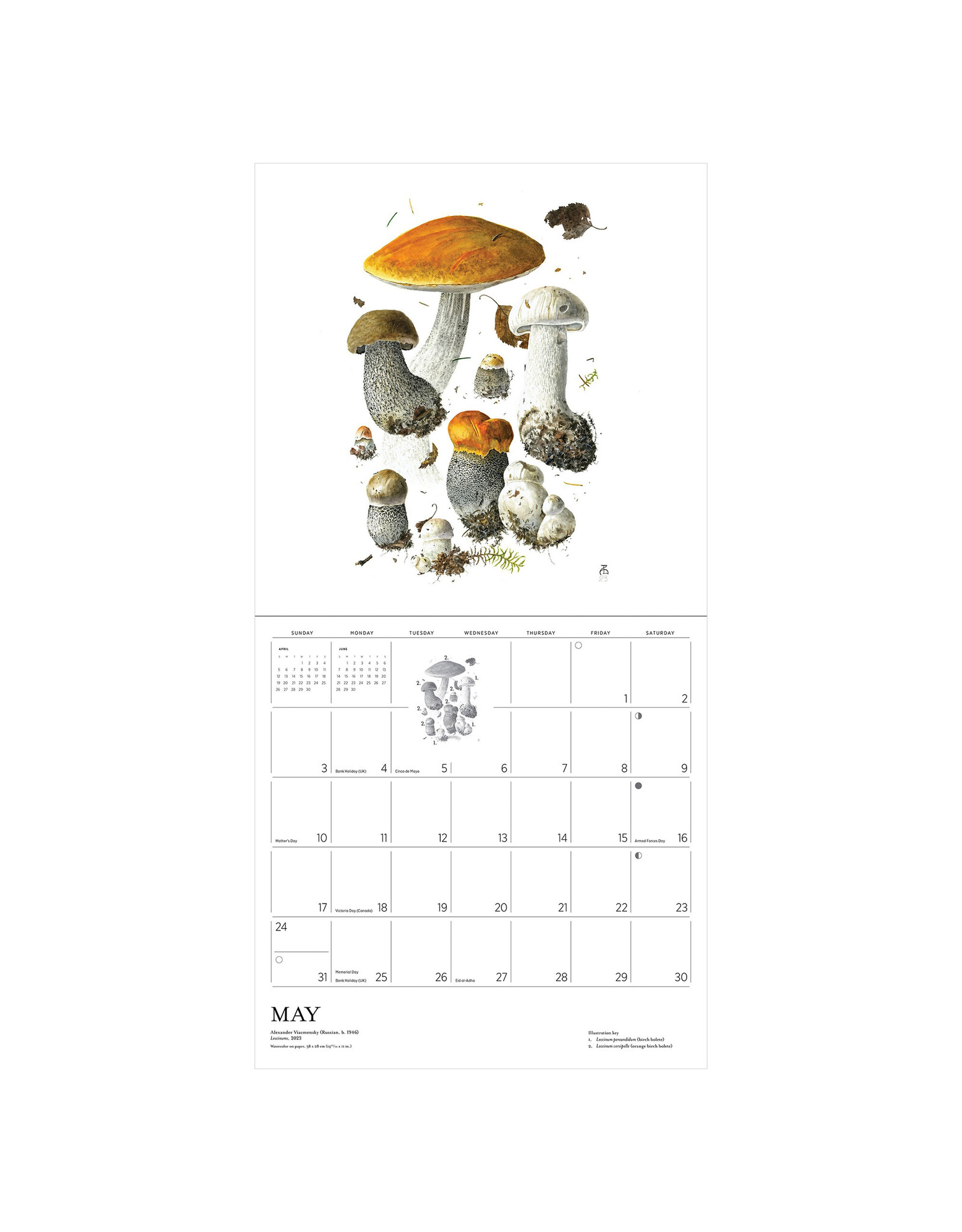 Pomegranate Mushrooms: Alexander Viazmensky 2026 Wall Calendar