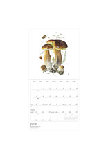 Pomegranate Mushrooms: Alexander Viazmensky 2026 Wall Calendar