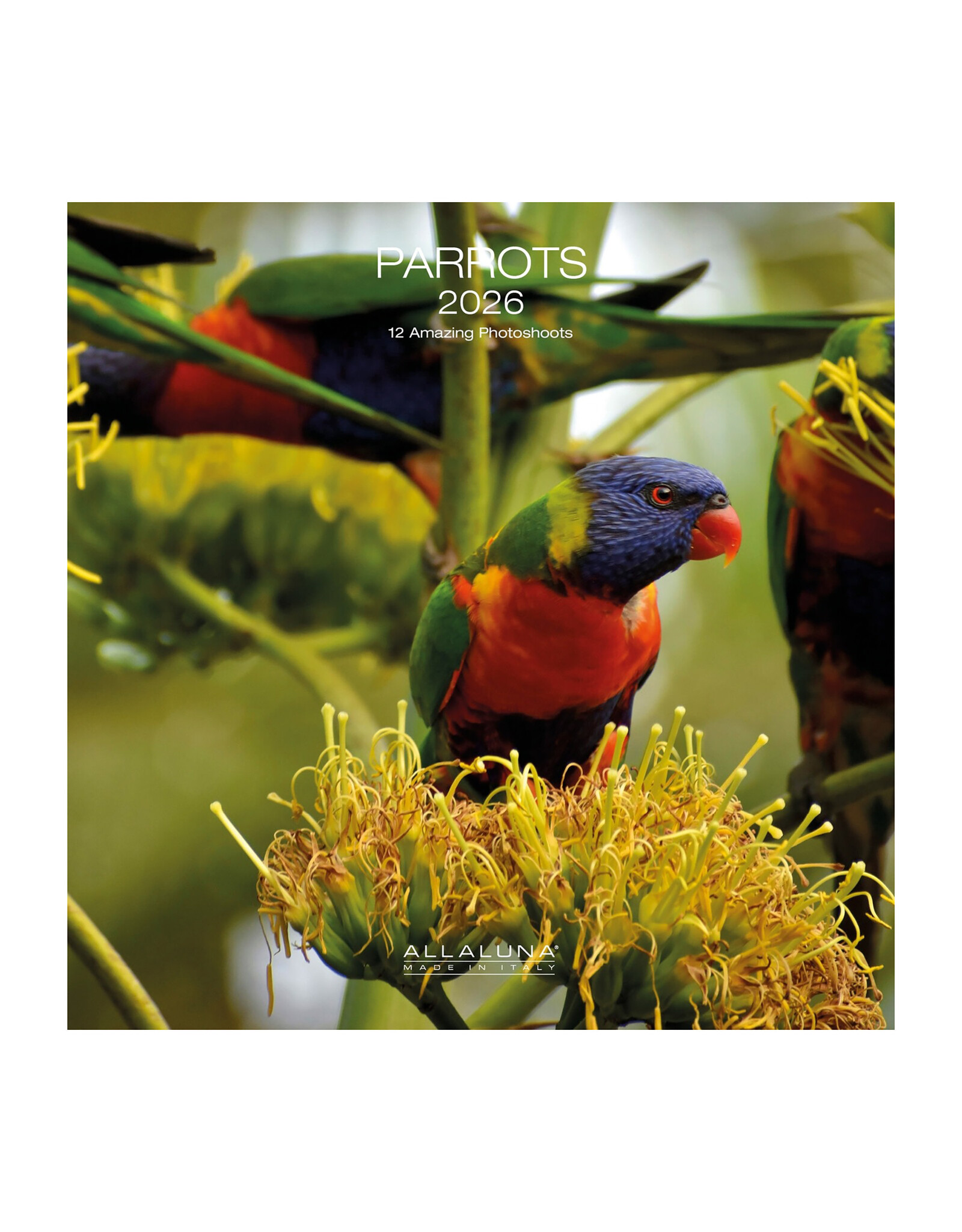 Allaluna Parrots 2026 12x12 Wall Calendar