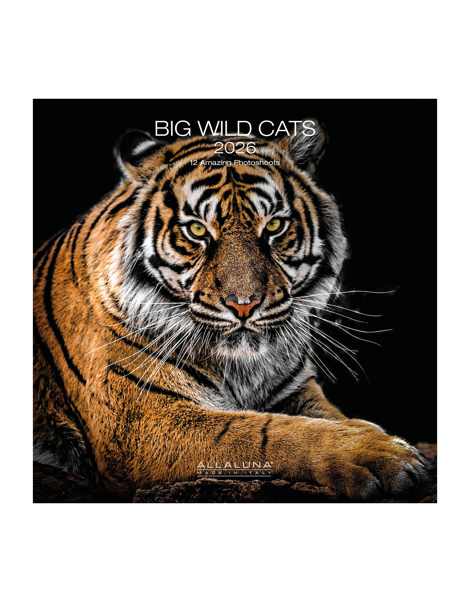 Allaluna Big Wild Cats 2026 12x12 Wall Calendar