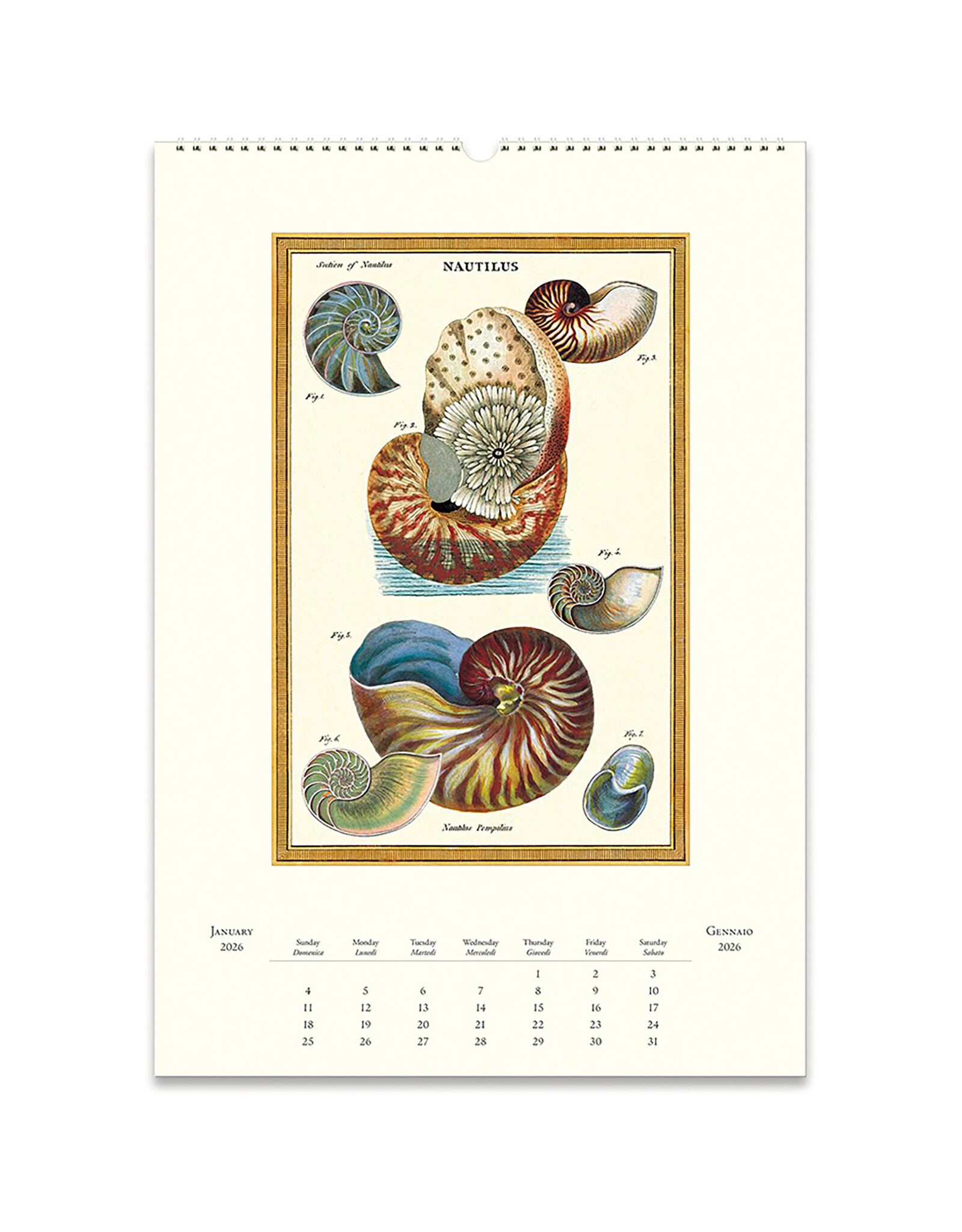 Cavallini Papers & Co. 2026 Wall Calendar Sea Life