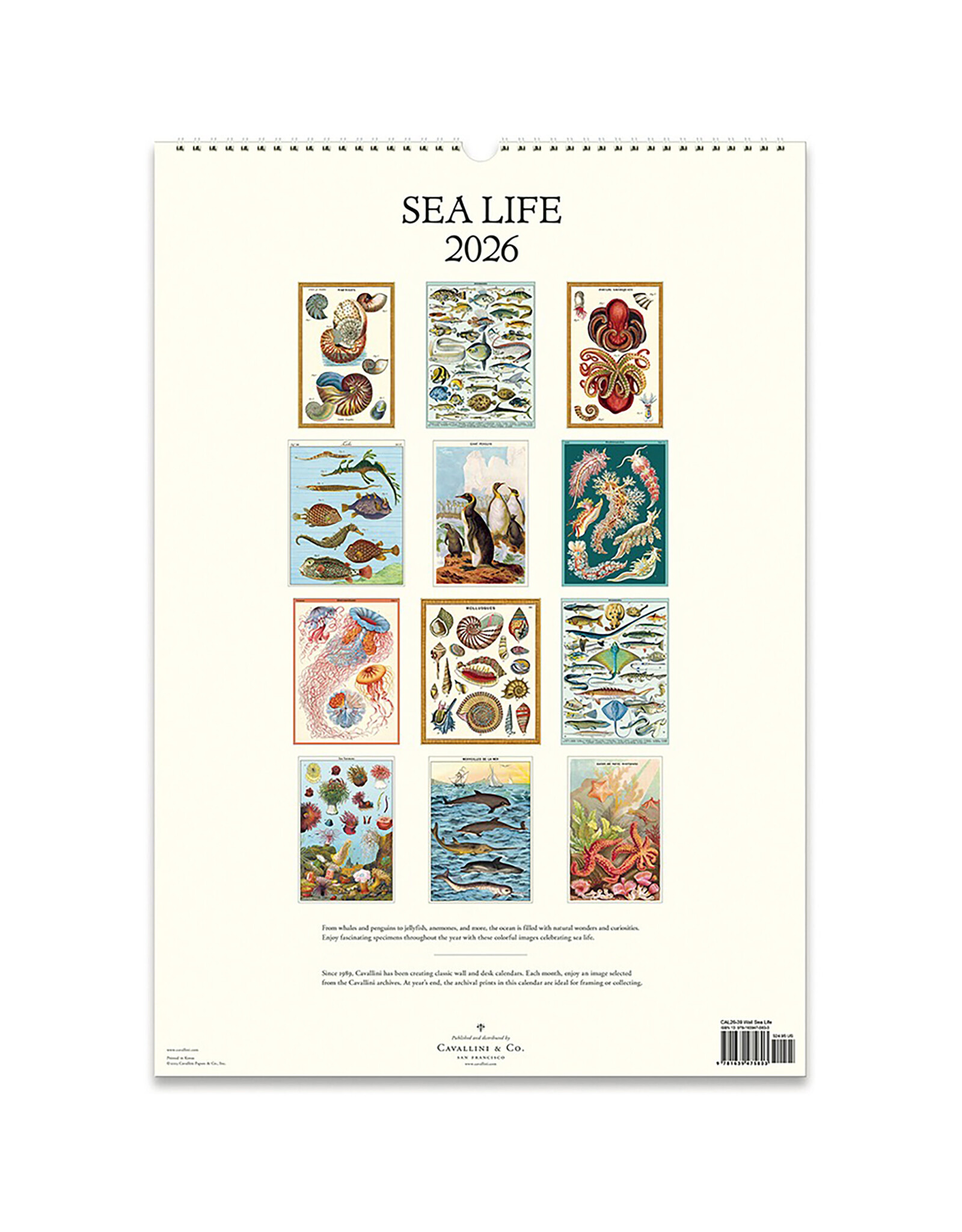 Cavallini Papers & Co. 2026 Wall Calendar Sea Life