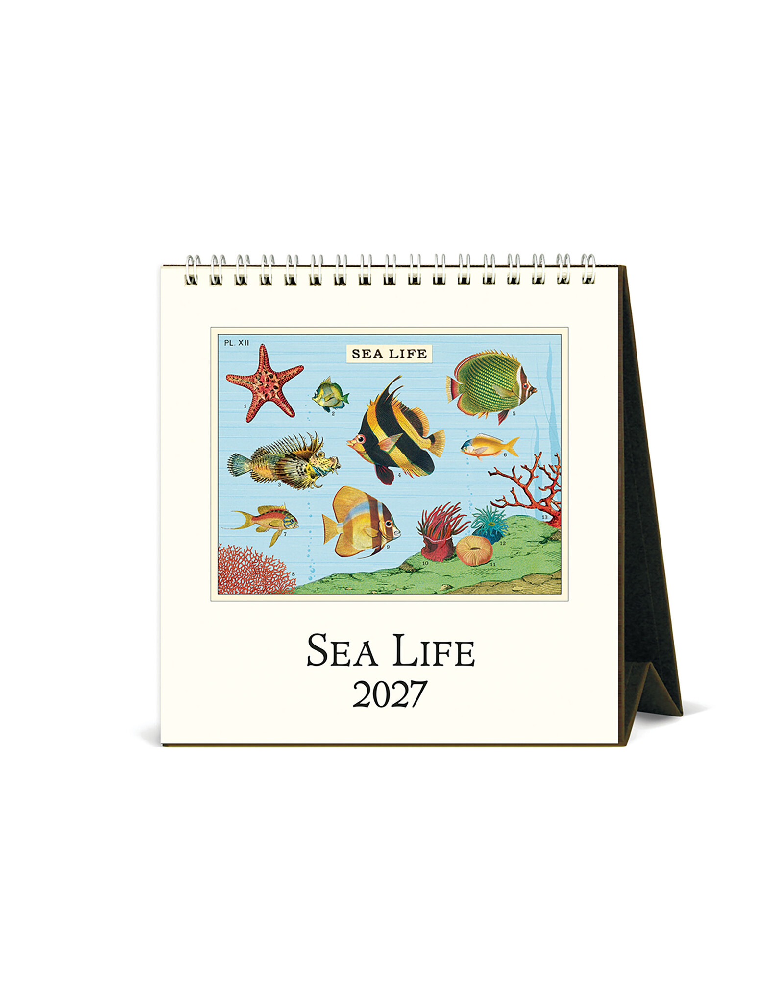 Cavallini Papers & Co. 2027 Desk Calendar Sea Life