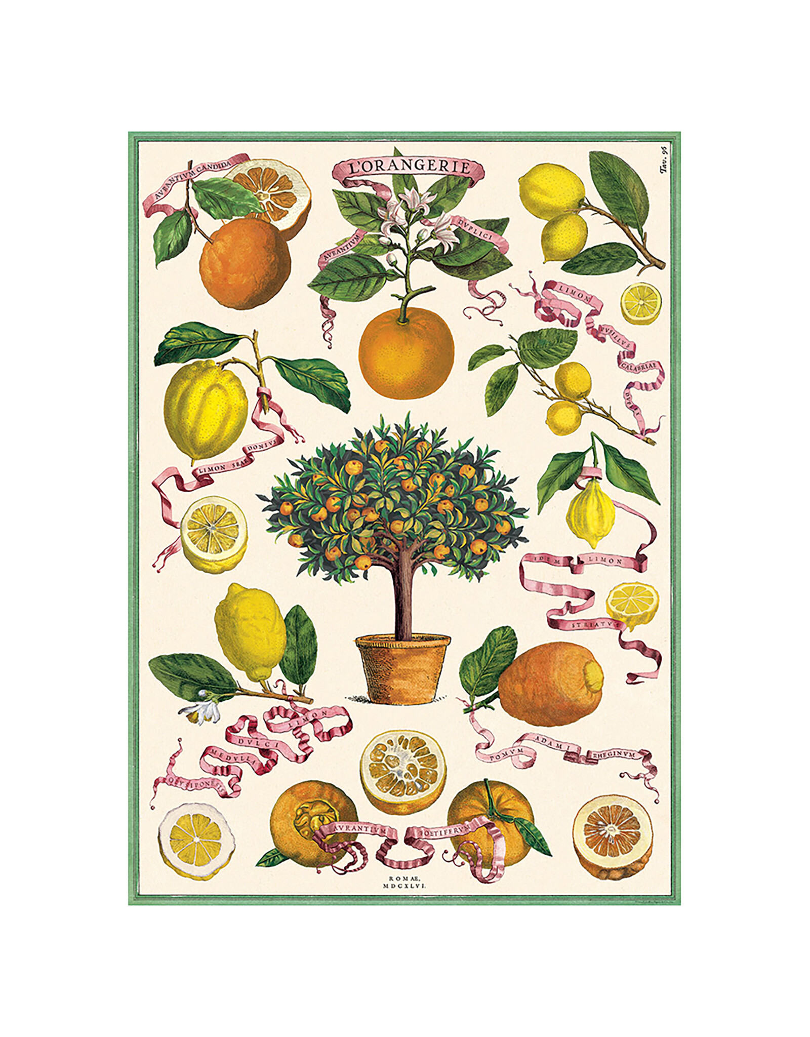 Cavallini Papers & Co. Wrap L'Orangerie