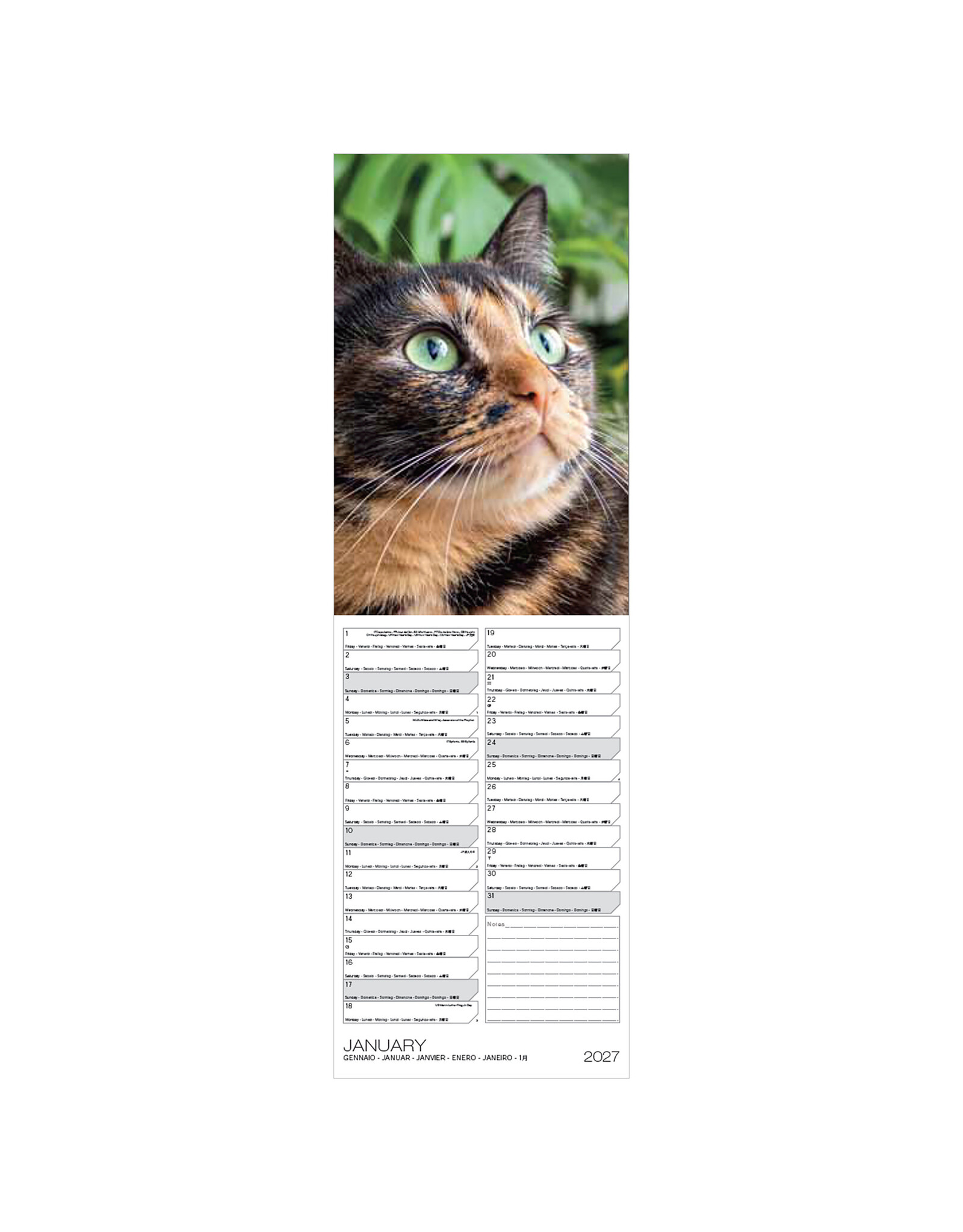 Allaluna 2027 Cats 6 x 19 Wall Calendar