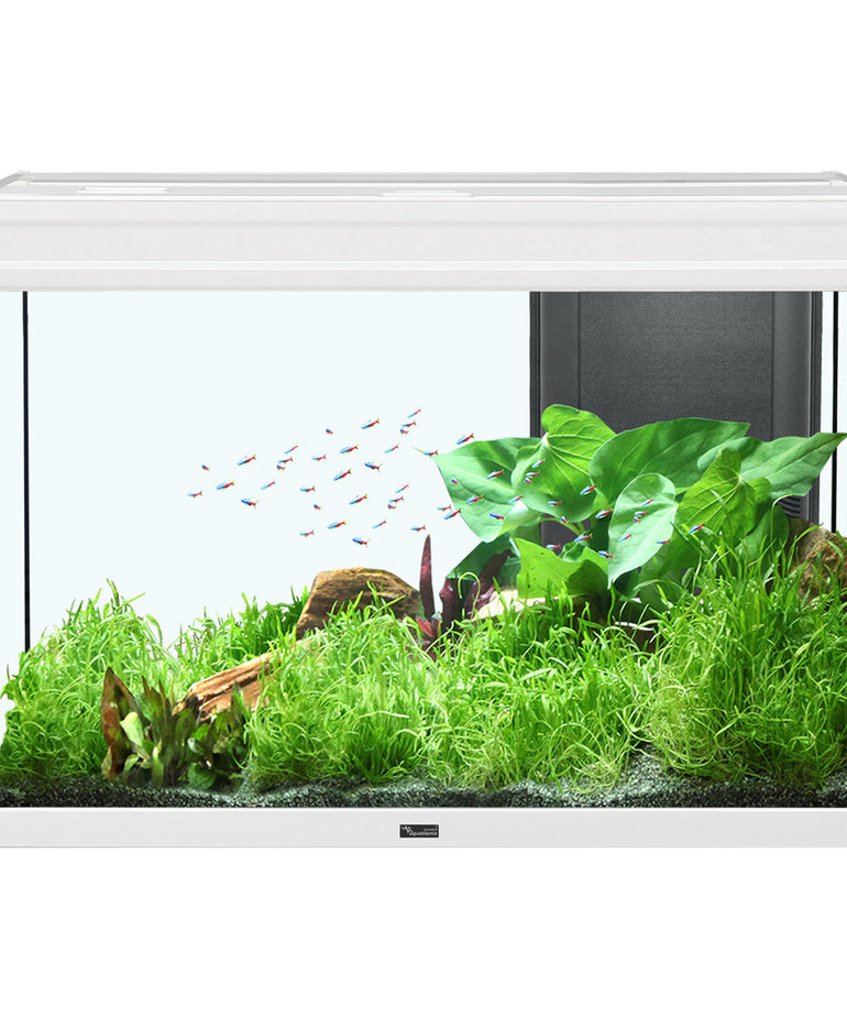 AQUATLANTIS Elegance Expert 80 Aquarium - (White) -  31.75" x 15.75" - 36.5 gal