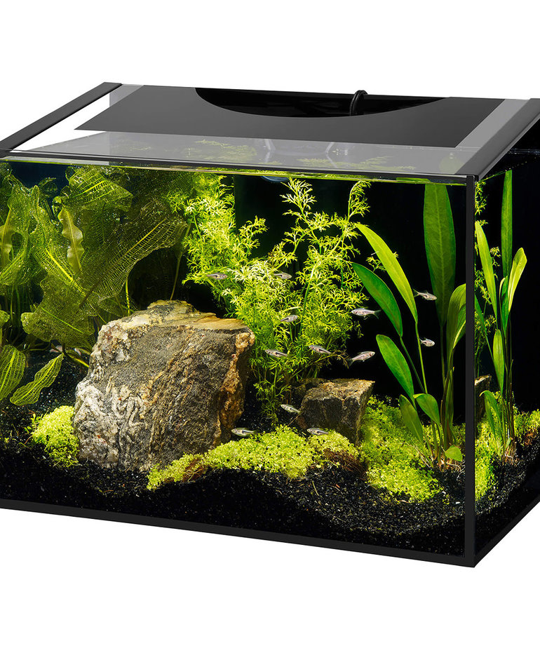 AQUEON Ascent Frameless Aquarium Kit 10 gal Aquarium Expert