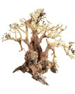 UNDERWATER TREASURES Banyan Bonsai Wood - Small