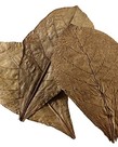 NEXUS Feuilles de Catapa 6-8 pouces - paquet de 10