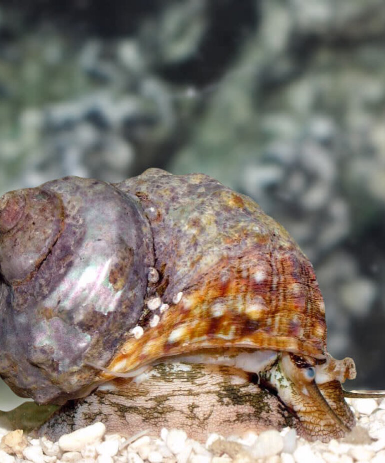 Mexican turbo snail