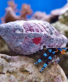 BH Blue Leg -  Hermit Crab