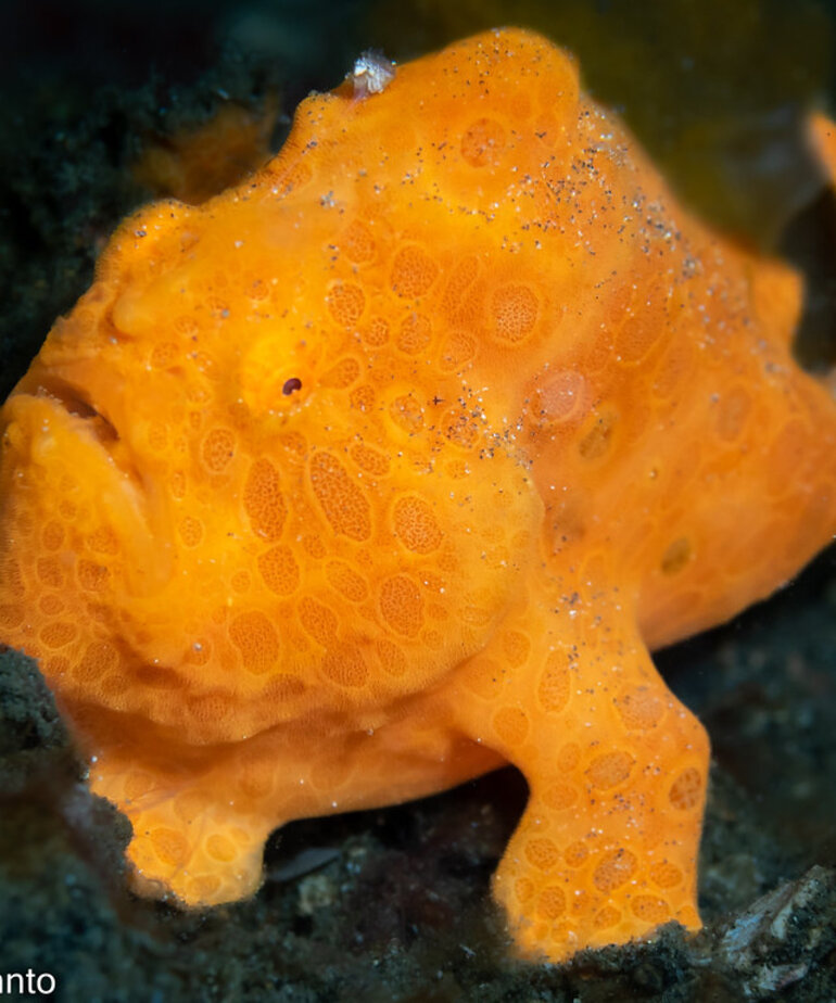 Orange Frogfish