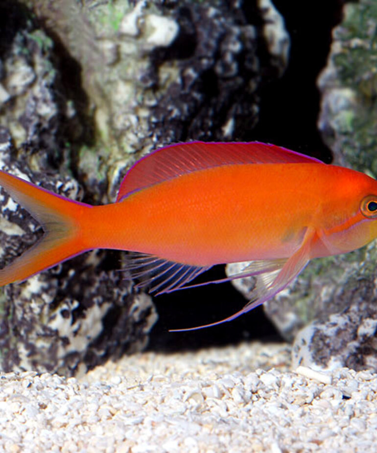 Dispar Anthias/Madder seaperch