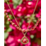 Jovie Gold Beaded Strand Necklace in Bronze Veined Red and Fuchsia Magnesite
