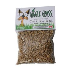 Giggle Grass Giggle Grass - Oat Grass Seeds