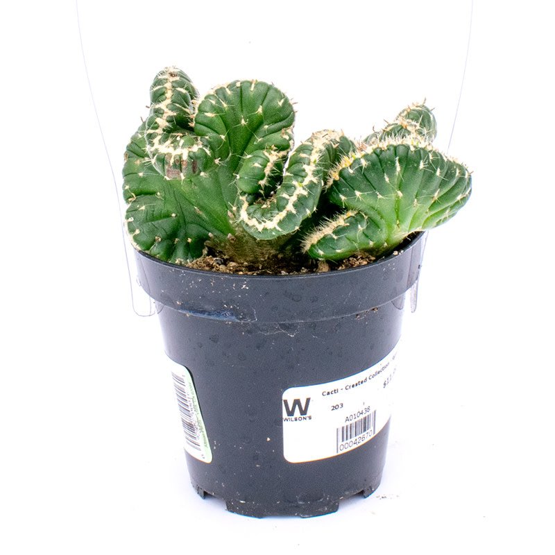 Cacti - Crested Collection - 9cm A010438