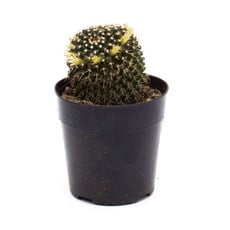 Cacti - Assorted - 5'' A010601
