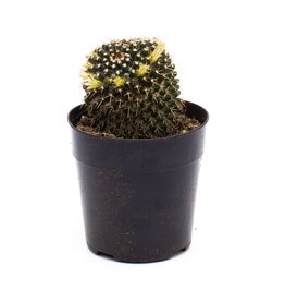 Cacti - Assorted - 5'' A010601