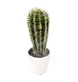 Cactus in Pot Green Assorted - 2 Assorted