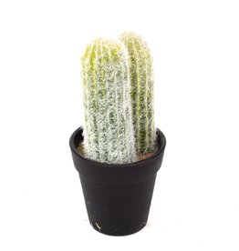 Kaemingk Kaemingk - Assorted Cactus & Succulent - 18cm