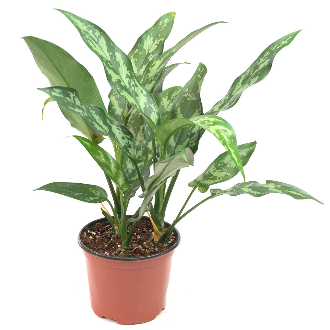Miami Tropical Plants Aglaonema - Maria - 6''