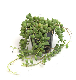 Succulent - String of Pearls - 2.5'' A010317