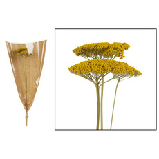 Dijk Achillea 3pc Yellow 70cm