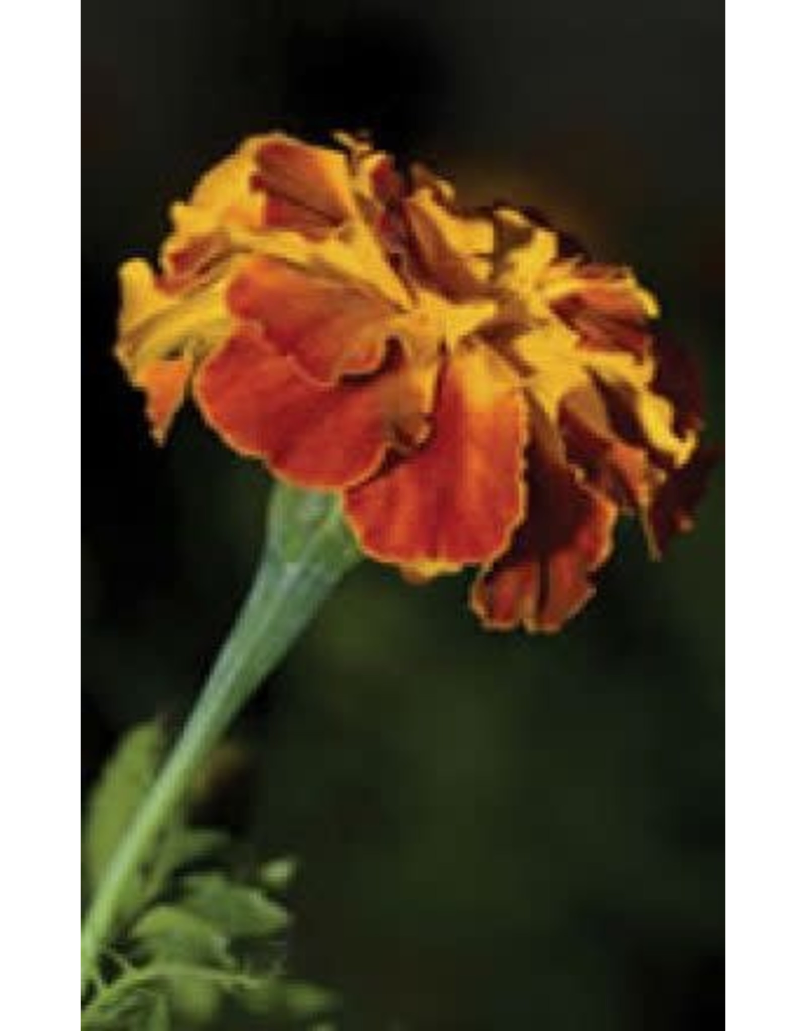 Petite Yellow Marigold Seeds 5655 Wilson S Lifestyle Centre