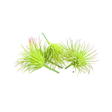 Dijk Airplant Artificial 7.5x6cm 5pc