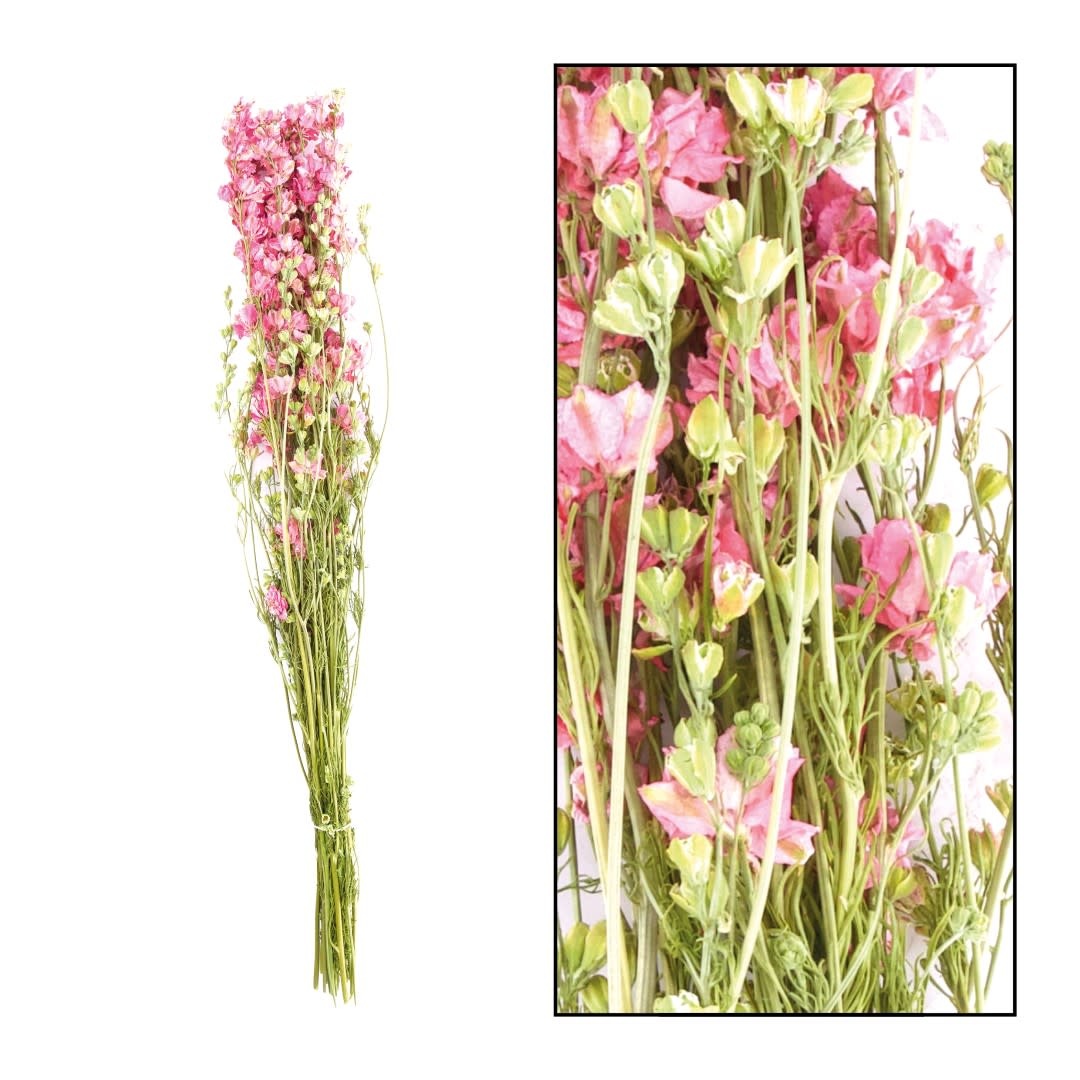 Dijk Delphinium Pink