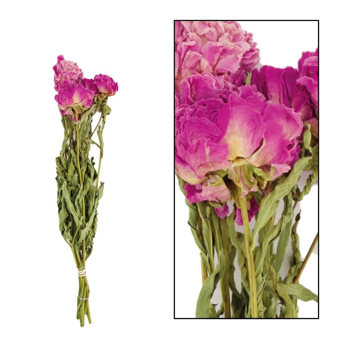 Dijk Bunch Peony Dark Pink