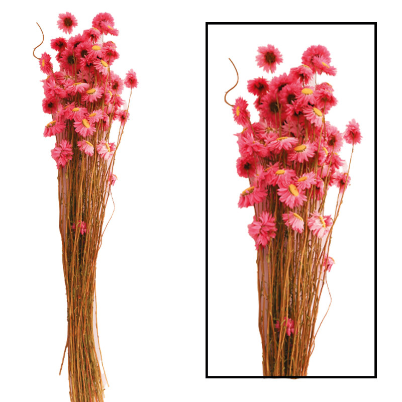 Dijk Acroclinium - Pink