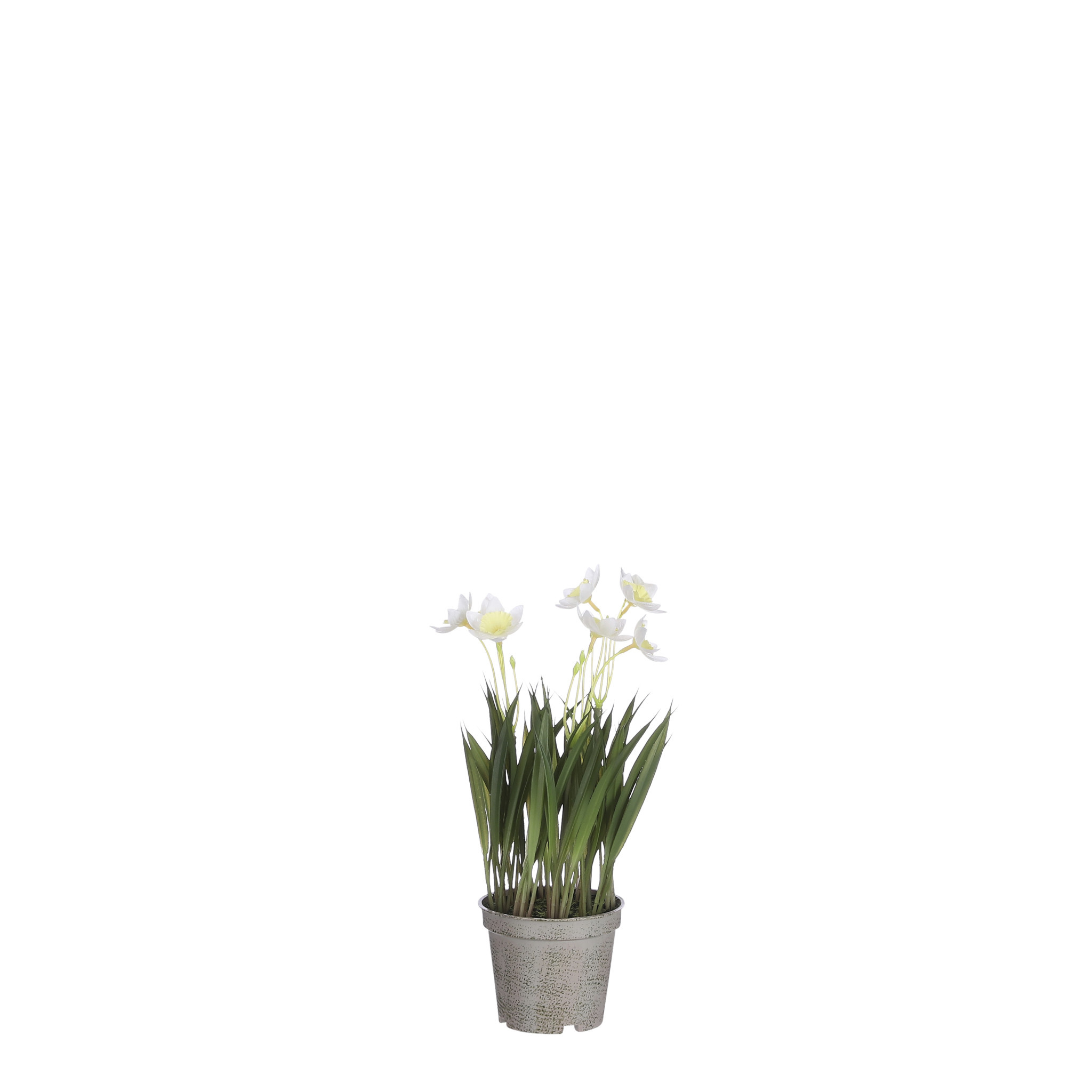 Mica Daffodil in Pot Cream - l26xd8.5cm